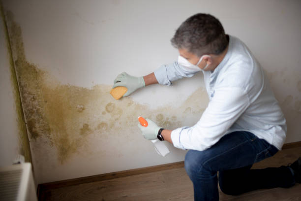 Best Crawl Space Mold Remediation  in Belleair Bluffs, FL