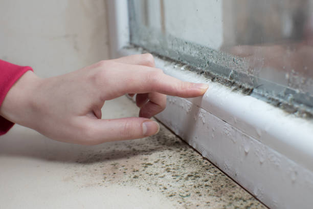 Best Mold Documentation for Insurance Claims  in Belleair Bluffs, FL