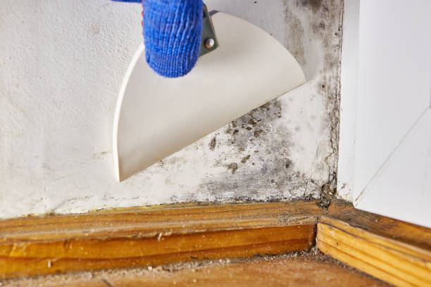 Best Commercial Mold Inspection  in Belleair Bluffs, FL